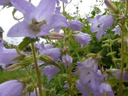 Attēlu rezultāti vaicājumam “Campanula latifolia leaf”