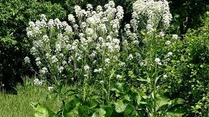 Attēlu rezultāti vaicājumam “Armoracia rusticana bud”