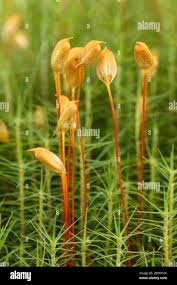 Attēlu rezultāti vaicājumam “Polytrichales”