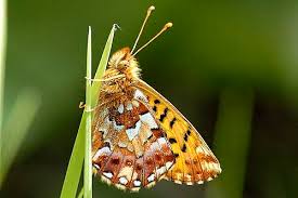 Attēlu rezultāti vaicājumam “Boloria aquilonaris underside”