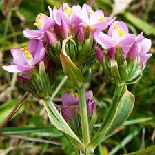 Attēlu rezultāti vaicājumam “Centaurium erythraea bud”