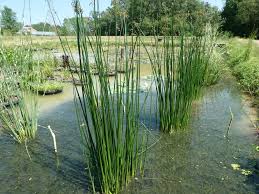 Attēlu rezultāti vaicājumam “Schoenoplectus lacustris subsp. glaucus bud”