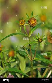 Attēlu rezultāti vaicājumam “Bidens cernua flower”