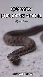 Attēlu rezultāti vaicājumam “Vipera berus”