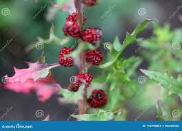 Image result for chenopodium foliosum