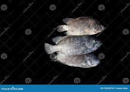 Image result for Lobotes surinamensis