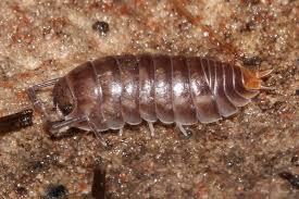 Attēlu rezultāti vaicājumam “Lycogala convexum”