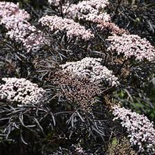Attēlu rezultāti vaicājumam “Sambucus nigra”