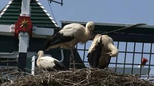 Attēlu rezultāti vaicājumam “Ciconia ciconia juvenile”