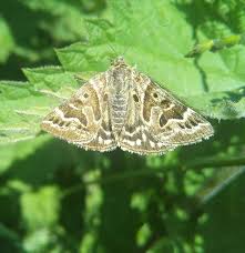 Attēlu rezultāti vaicājumam “Callistege mi”