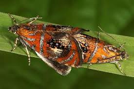 Attēlu rezultāti vaicājumam “Olethreutes arcuella”