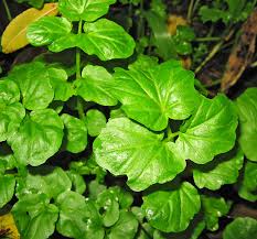 Attēlu rezultāti vaicājumam “Oenothera rubricauli leaf”