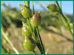 Attēlu rezultāti vaicājumam “Bunias orientalis flower”