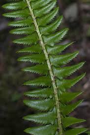 Attēlu rezultāti vaicājumam “Polystichum lonchitis”