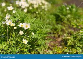 Attēlu rezultāti vaicājumam “Anemone sylvestris bud”