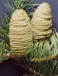 Attēlu rezultāti vaicājumam “Abies concolor”