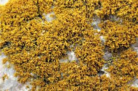 Attēlu rezultāti vaicājumam “Xanthoria candelaria”