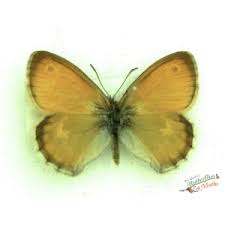 Attēlu rezultāti vaicājumam “Coenonympha pamphilus upperside”