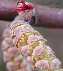 Attēlu rezultāti vaicājumam “Corylus avellana female flower”
