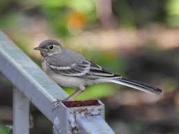 Attēlu rezultāti vaicājumam “Motacilla alba juvenile”