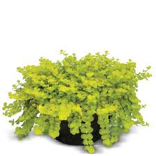 Image result for Lysimachia nummularia
