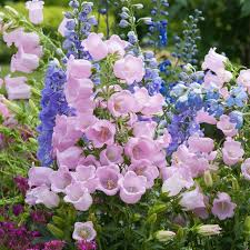 Image result for Campanula affinis