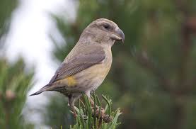 Attēlu rezultāti vaicājumam “Loxia pytyopsittacus”