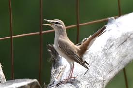 Image result for Cercotrichas galactotes