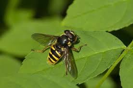 Attēlu rezultāti vaicājumam “Sericomyia silentis”