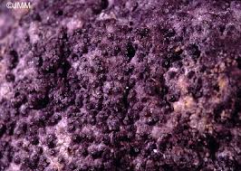 Attēlu rezultāti vaicājumam “Nectriopsis violacea”