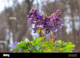 Attēlu rezultāti vaicājumam “Corydalis cava flower”