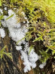 Attēlu rezultāti vaicājumam “Paludella squarrosa sporophyte”