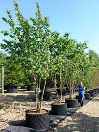 Attēlu rezultāti vaicājumam “Cercis siliquastrum”