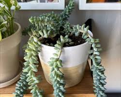 Image result for root-tail