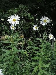 Image result for Leucanthemella serotina
