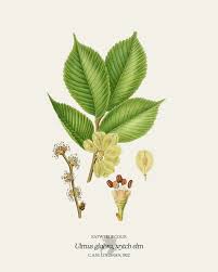 Attēlu rezultāti vaicājumam “Ulmus glabra”