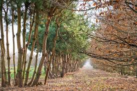 Attēlu rezultāti vaicājumam “Pinus sylvestris var. borussica”