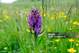 Attēlu rezultāti vaicājumam “Dactylorhiza incarnata flower”