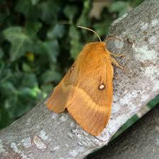 Attēlu rezultāti vaicājumam “Lasiocampa quercus”