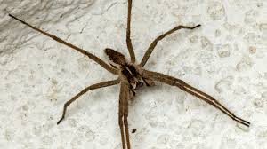 Attēlu rezultāti vaicājumam “Pisauridae”