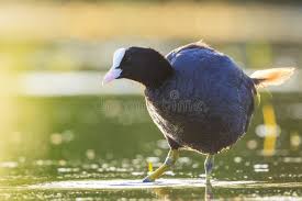 Attēlu rezultāti vaicājumam “Fulica atra”