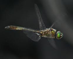 Attēlu rezultāti vaicājumam “Cordulia aenea”