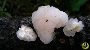 Attēlu rezultāti vaicājumam “Tremella encephala”