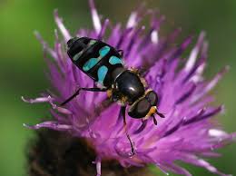 Attēlu rezultāti vaicājumam “Didea alneti”