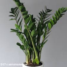 Image result for zamiokulkas