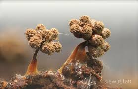 Attēlu rezultāti vaicājumam “Stemonitopsis hyperopta var. landewaldii spores”