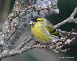 Attēlu rezultāti vaicājumam “Carduelis spinus male”