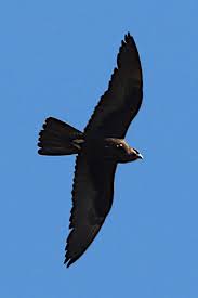 Image result for Falcons Black