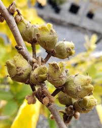 Attēlu rezultāti vaicājumam “Hamamelis vernalis bud”