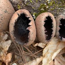 Attēlu rezultāti vaicājumam “Craterium aureum stalked”
